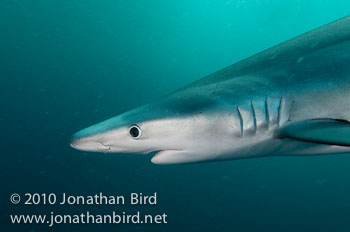 Blue Shark [Prionace glauca]