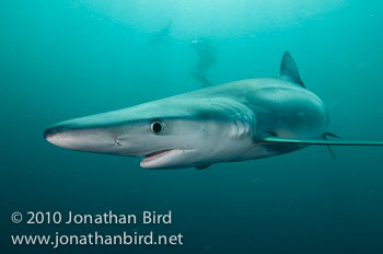 Blue Shark [Prionace glauca]