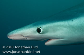 Blue Shark [Prionace glauca]