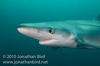 Blue Shark [Prionace glauca]