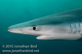 Blue Shark [Prionace glauca]