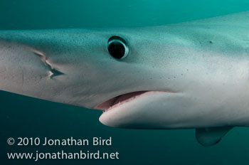 Blue Shark [Prionace glauca]