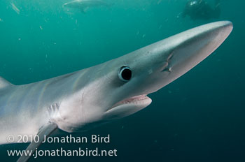 Blue Shark [Prionace glauca]