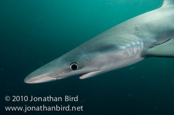 Blue Shark [Prionace glauca]