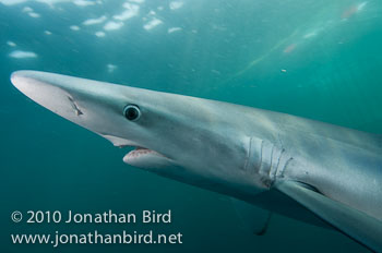 Blue Shark [Prionace glauca]