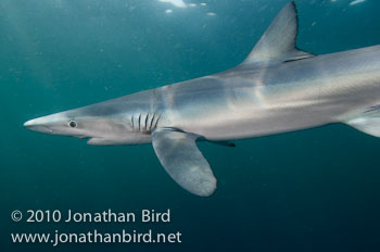 Blue Shark [Prionace glauca]