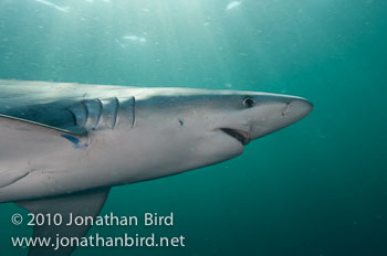 Blue Shark [Prionace glauca]