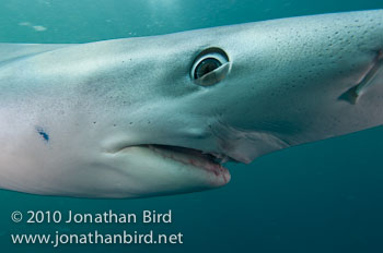 Blue Shark [Prionace glauca]