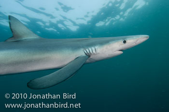 Blue Shark [Prionace glauca]