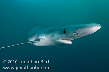 Blue Shark [Prionace glauca]