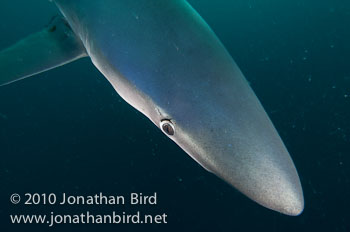 Blue Shark [Prionace glauca]