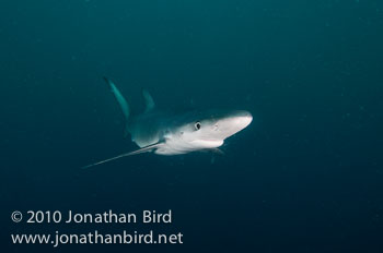 Blue Shark [Prionace glauca]