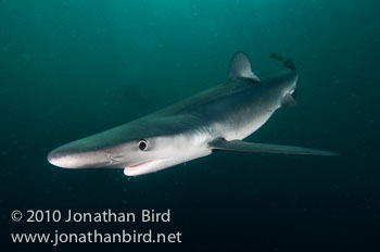 Blue Shark [Prionace glauca]