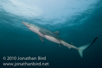 Blue Shark [Prionace glauca]