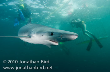 Blue Shark [Prionace glauca]