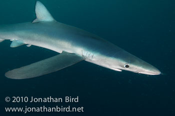 Blue Shark [Prionace glauca]