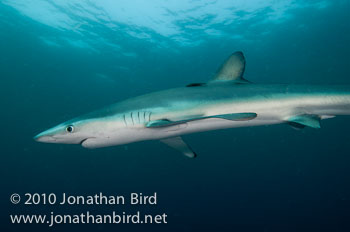 Blue Shark [Prionace glauca]