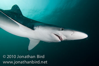 Blue Shark [Prionace glauca]