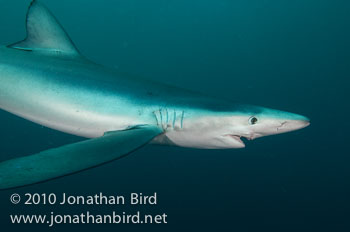 Blue Shark [Prionace glauca]