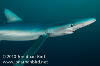 Blue Shark [Prionace glauca]