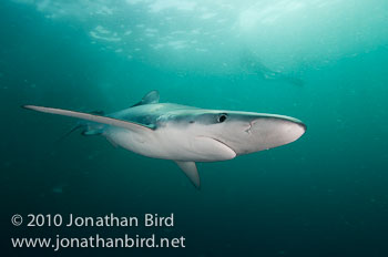 Blue Shark [Prionace glauca]