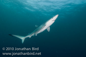 Blue Shark [Prionace glauca]