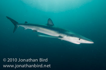 Blue Shark [Prionace glauca]