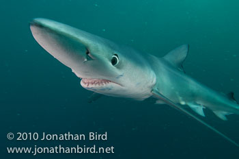 Blue Shark [Prionace glauca]