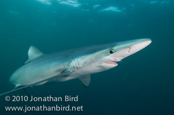 Blue Shark [Prionace glauca]