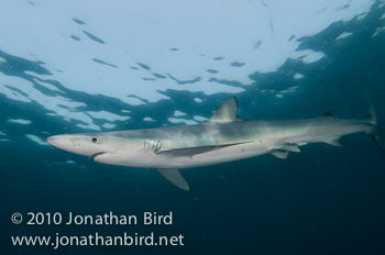 Blue Shark [Prionace glauca]