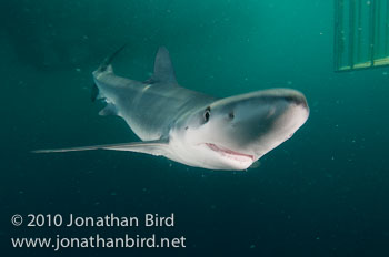 Blue Shark [Prionace glauca]