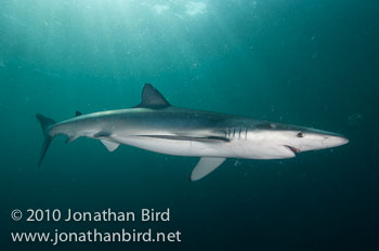 Blue Shark [Prionace glauca]