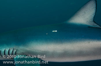 Blue Shark [Prionace glauca]