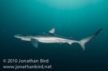 Blue Shark [Prionace glauca]