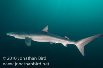 Blue Shark [Prionace glauca]