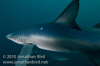 Blue Shark [Prionace glauca]