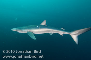 Blue Shark [Prionace glauca]