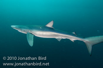 Blue Shark [Prionace glauca]