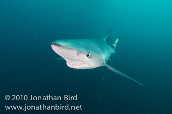 Blue Shark [Prionace glauca]