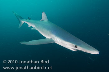 Blue Shark [Prionace glauca]