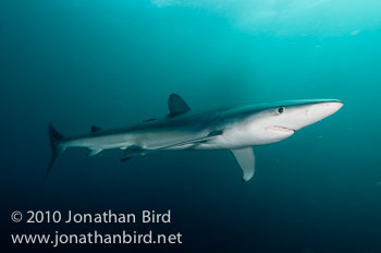 Blue Shark [Prionace glauca]