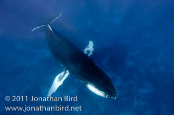 Humpback Whale [Megaptera novaeangliae]