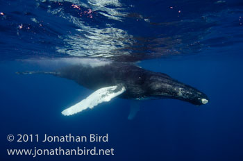 Humpback Whale [Megaptera novaeangliae]