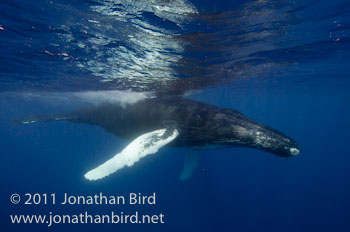 Humpback Whale [Megaptera novaeangliae]