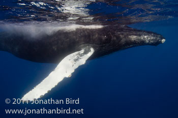 Humpback Whale [Megaptera novaeangliae]