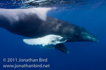 Humpback Whale [Megaptera novaeangliae]