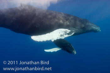 Humpback Whale [Megaptera novaeangliae]