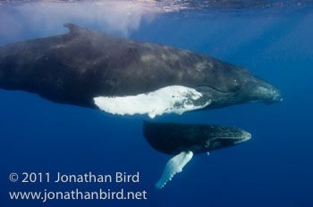 Humpback Whale [Megaptera novaeangliae]