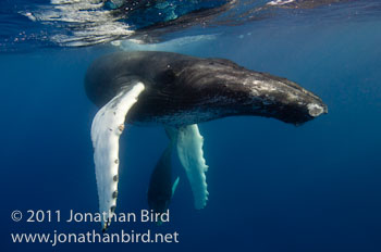 Humpback Whale [Megaptera novaeangliae]