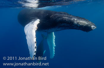 Humpback Whale [Megaptera novaeangliae]